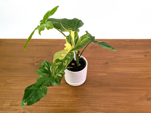 Philodendron Florida Beauty x Mayoi Variegated - Exact Plant #24A in 4" Pot