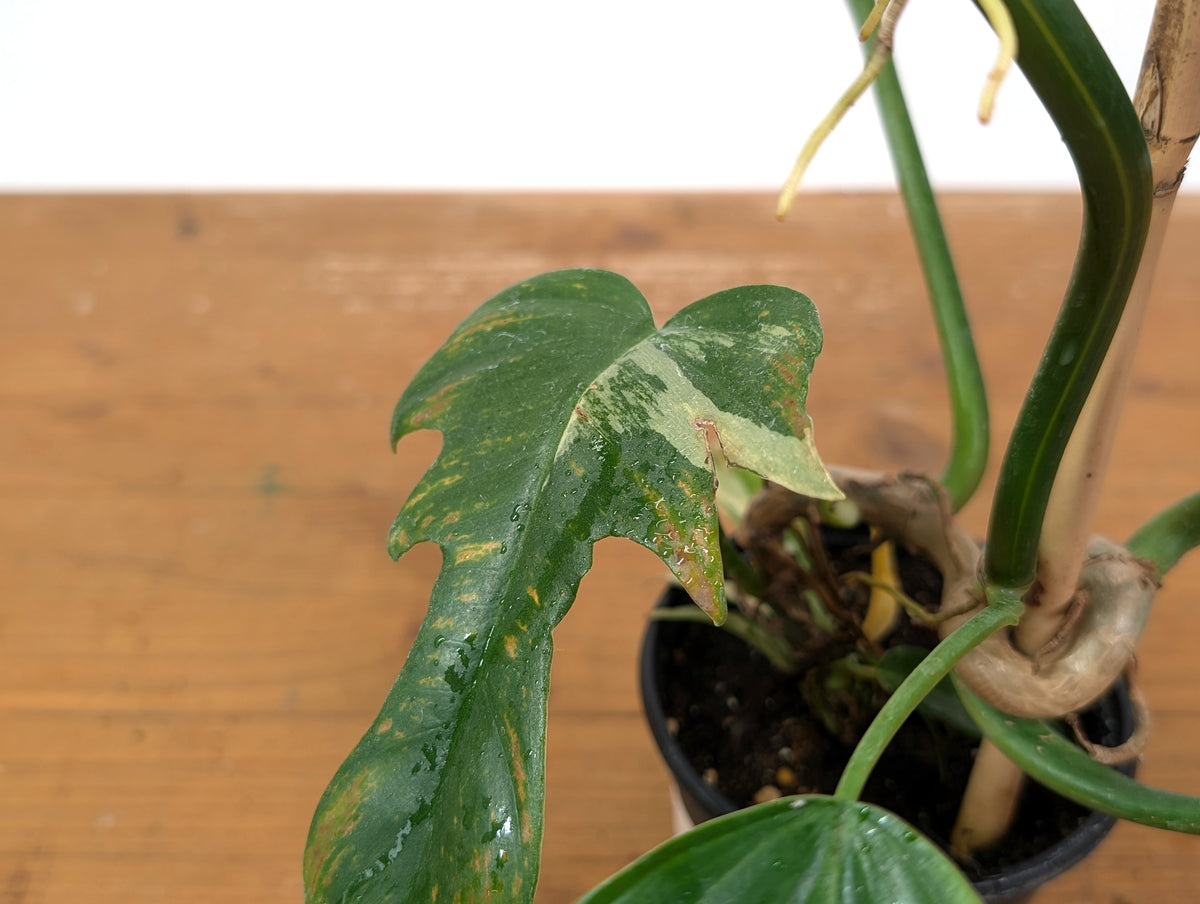 Philodendron Florida Beauty x Tortum (Variegated) Exact Plant #10A