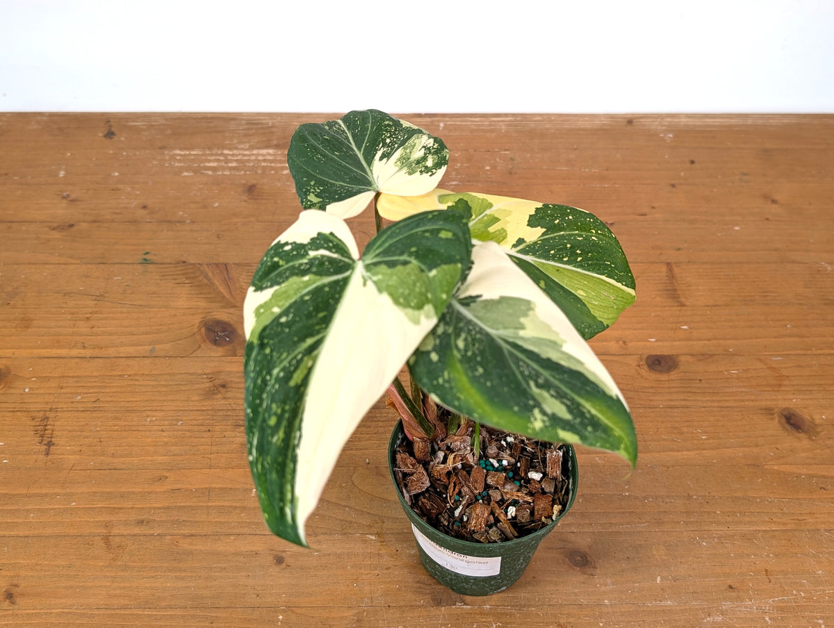 Philodendron Gloriosum Variegated - Exact Plant #13D