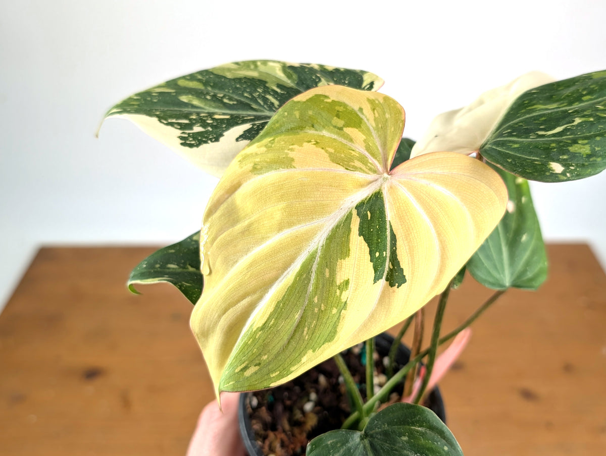 Philodendron Gloriosum Variegated (Type 2) - EXACT Plant #19D