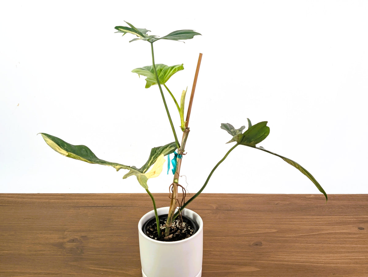 Philodendron Florida Beauty x Mayoi Variegated - Exact Plant #24A in 4" Pot