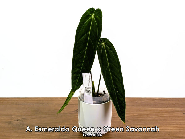 Anthurium Esmeralda Queen x Green Savannah - Pick Your Exact One of a Kind Plant