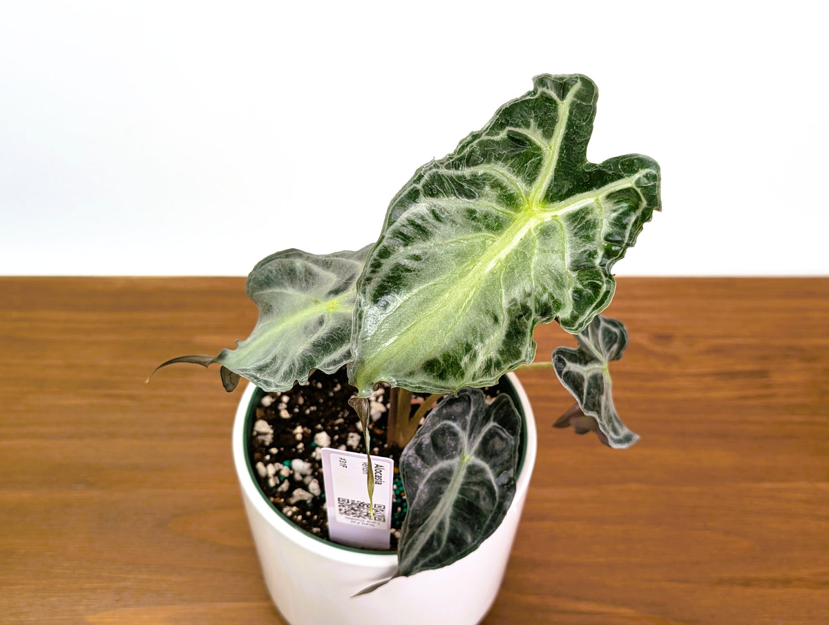 Alocasia Venom
