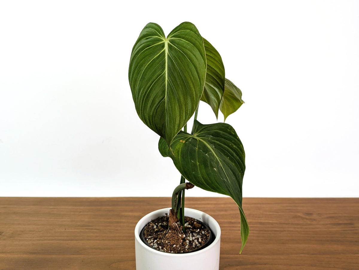 Philodendron Glorious (Gloriosum x Melanochrysum)