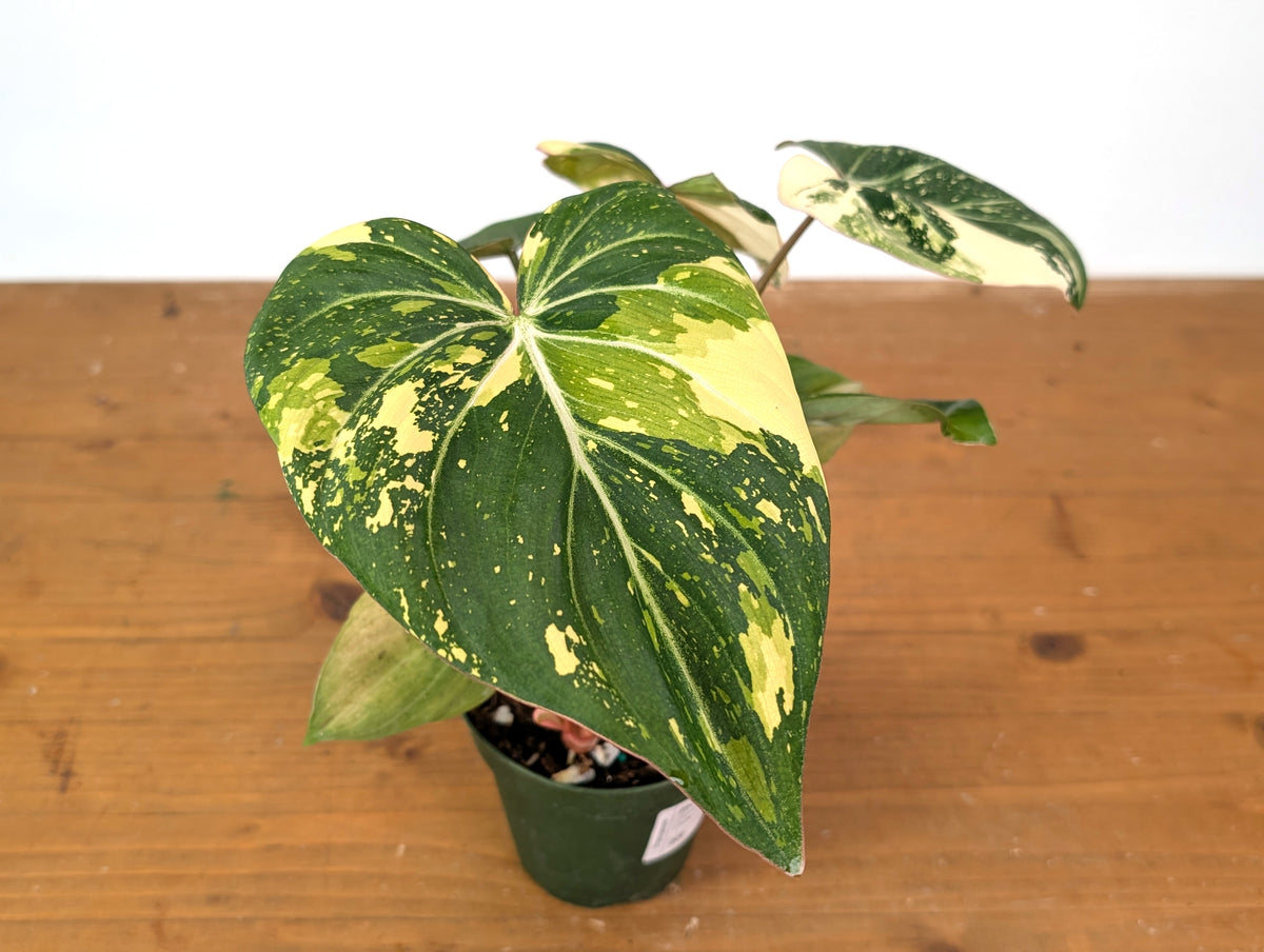 Philodendron Gloriosum Variegated (Type 2) - EXACT Plant #20F