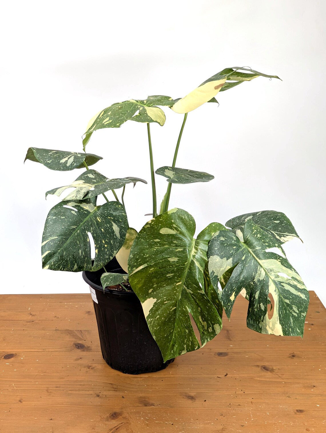 Monstera Thai Constellation 2 Plants EXACT 8" 2 Gallon Pot