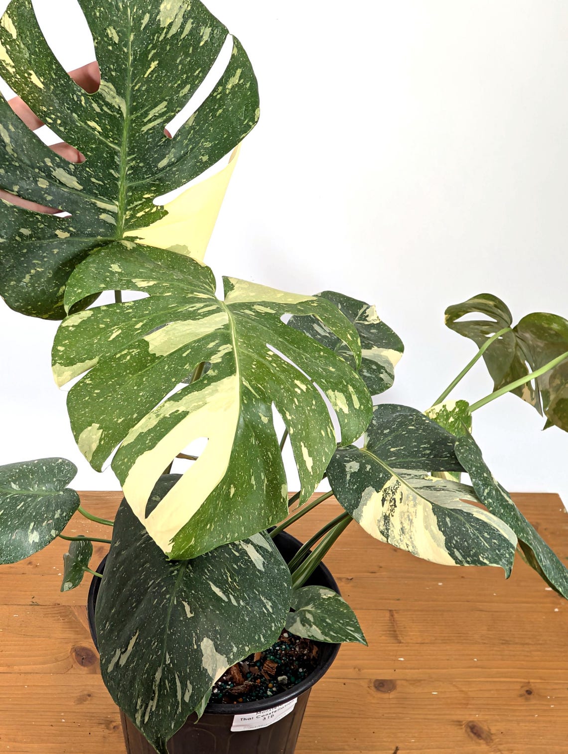 Monstera Thai Constellation 2 Plants EXACT 8" 2 Gallon Pot