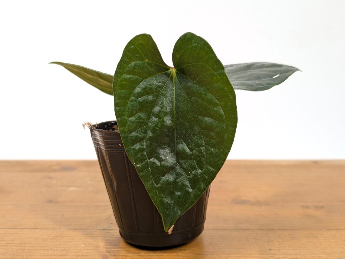 Anthurium 'Happy Bunny' (Pinkleyi x Luxurians)