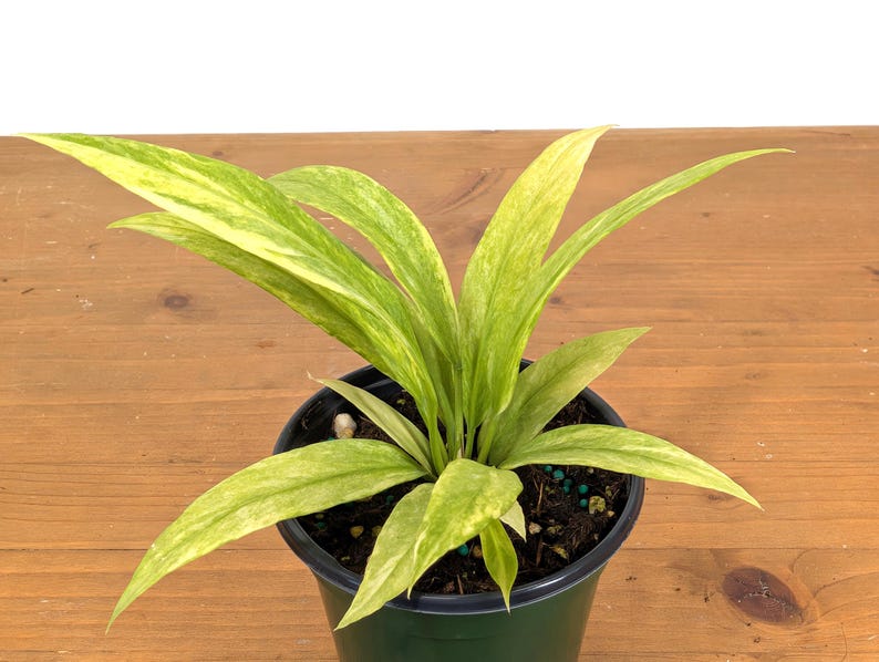Anthurium Vittarifolium Variegated