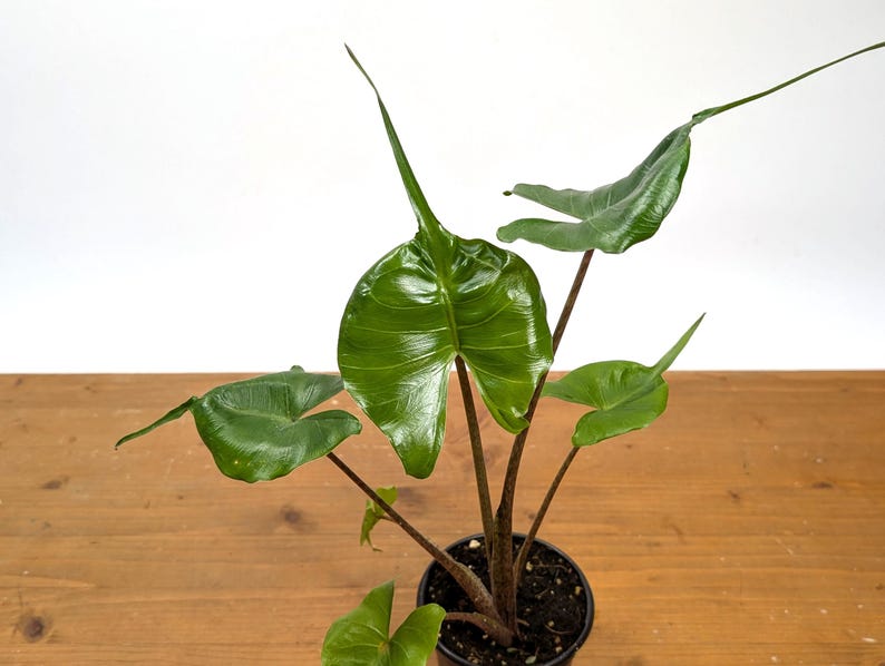 Alocasia Stingray