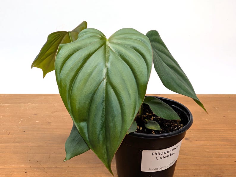 Philodendron sp Colombia Silver
