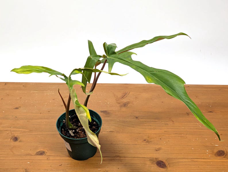 Philodendron Paloraense cf x Tortum