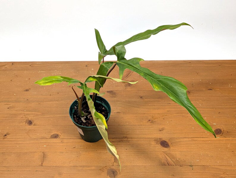 Philodendron Paloraense cf x Tortum