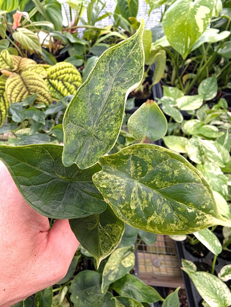 Alocasia Dragon Scale Mint Variegated