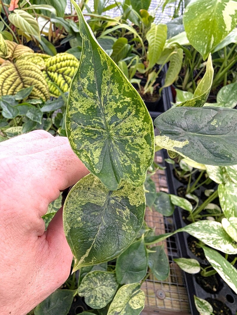 Alocasia Dragon Scale Mint Variegated