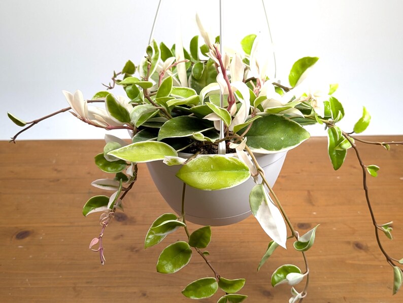 Hoya Carnosa Albo &