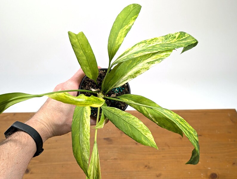 Anthurium Vittarifolium Variegated