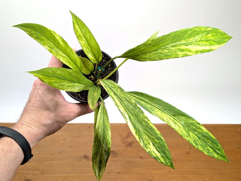 Anthurium vittariifolium Variegated