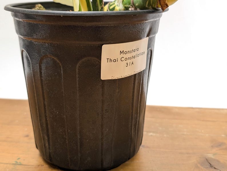 Monstera Thai Constellation EXACT 8" 2Gallon Pot
