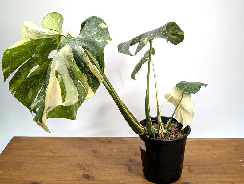 Monstera Thai Constellation EXACT 8" 2Gallon Pot