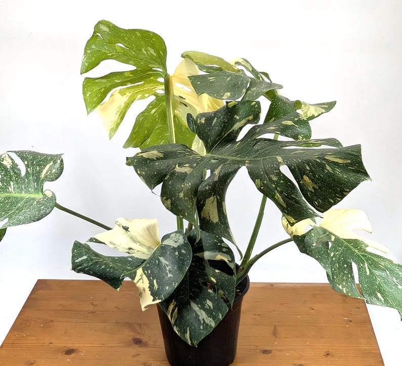 Monstera Thai Constellation 2 Plants EXACT 8" 2 Gallon Pot