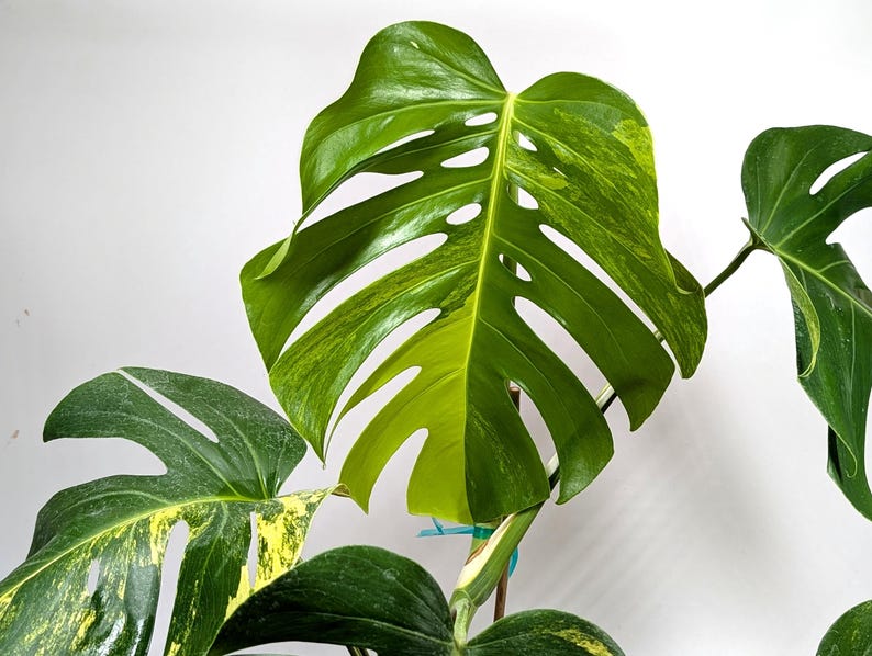 Monstera Aurea Huge Floating Plant in 6 inch pot Multiple Leaves Great Color |
