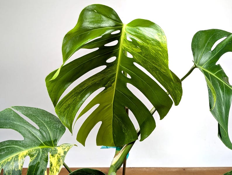 Monstera Aurea Huge Floating Plant in 6 inch pot Multiple Leaves Great Color |