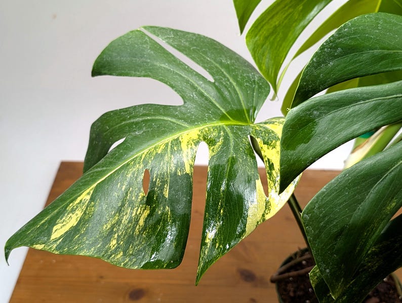 Monstera Aurea Huge Floating Plant in 6 inch pot Multiple Leaves Great Color |