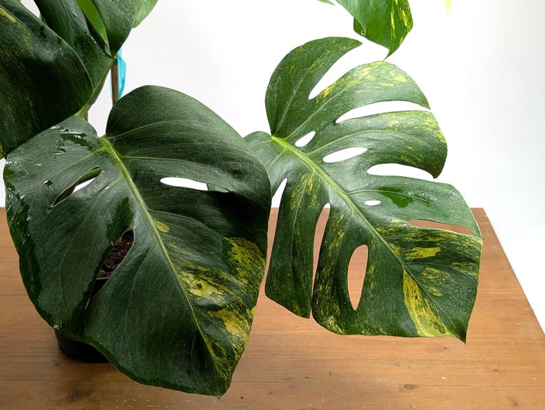 Monstera Aurea Huge Floating Plant in 6 inch pot Multiple Leaves Great Color |