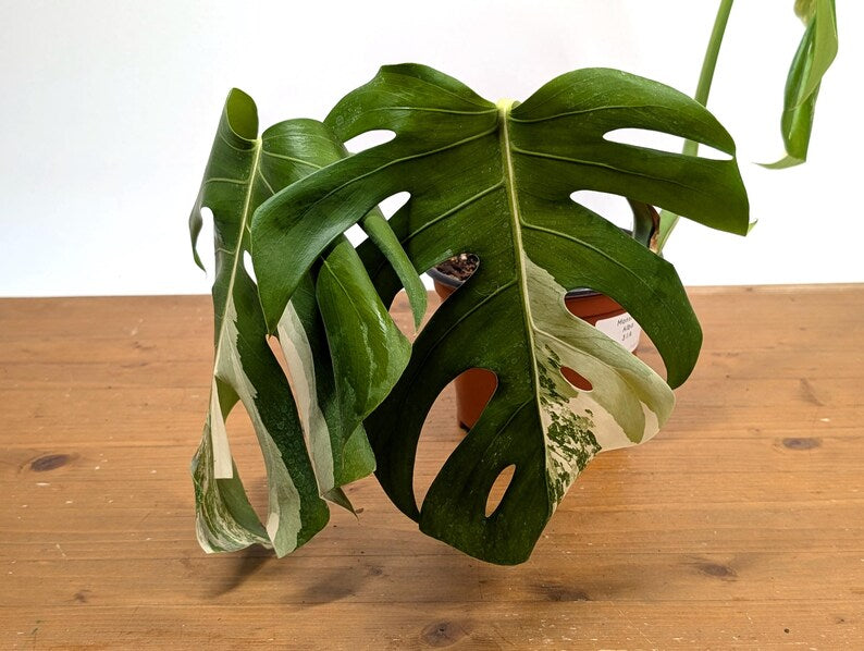 EXACT Monstera Albo Borsigniana - 6 Inch Pot