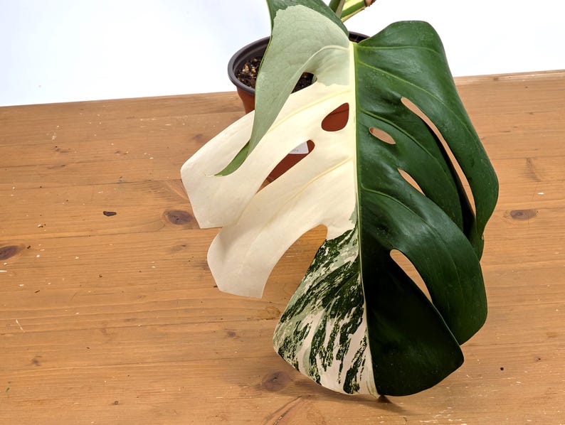 EXACT Monstera Albo Borsigniana - 6 Inch Pot