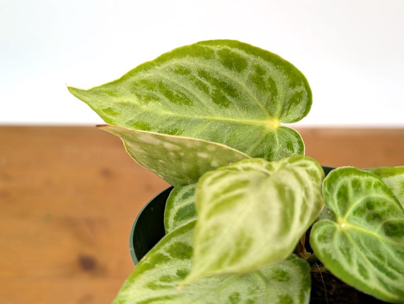 Anthurium Dorayaki Silver Blush