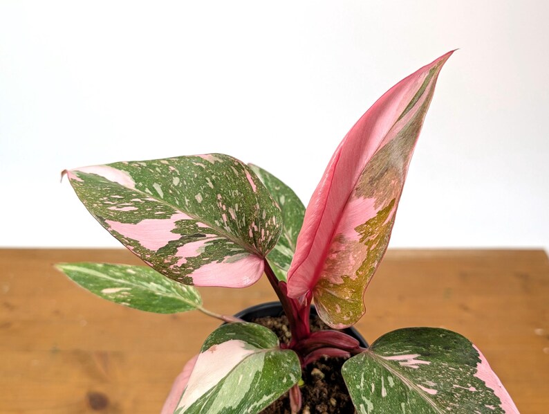 Philodendron Pink Princess 'Bubble Gum'