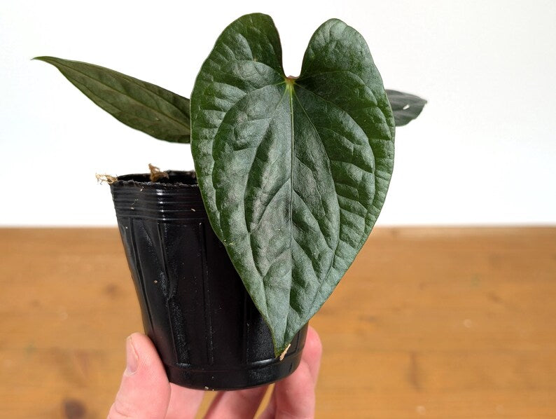 Anthurium 'Happy Bunny' (Pinkleyi x Luxurians)