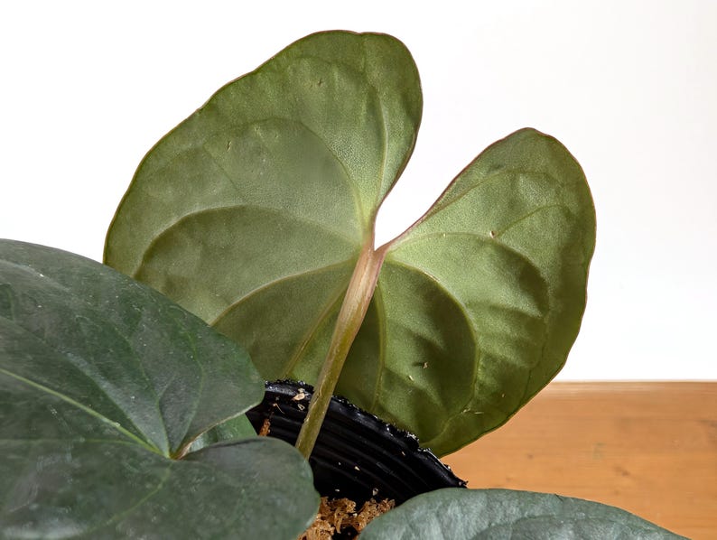Anthurium 'Happy Bunny' (Pinkleyi x Luxurians)