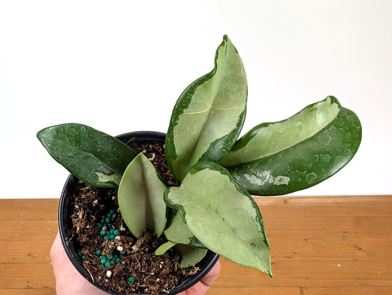 Hoya Silver Moon