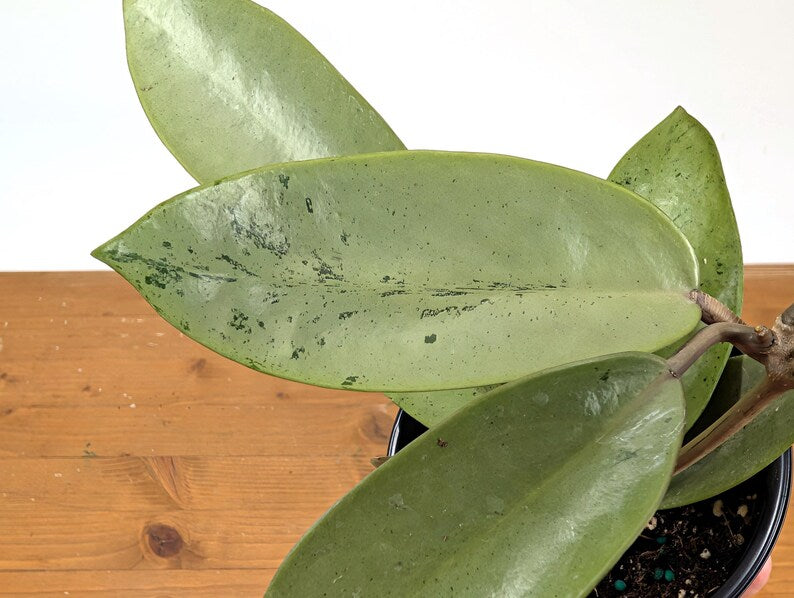 Hoya Silver Dollar