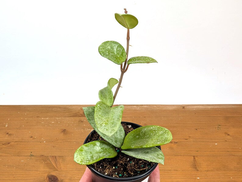 Hoya Nova Ghost
