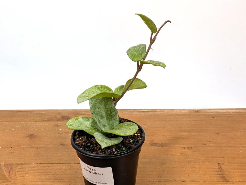 Hoya Nova Ghost
