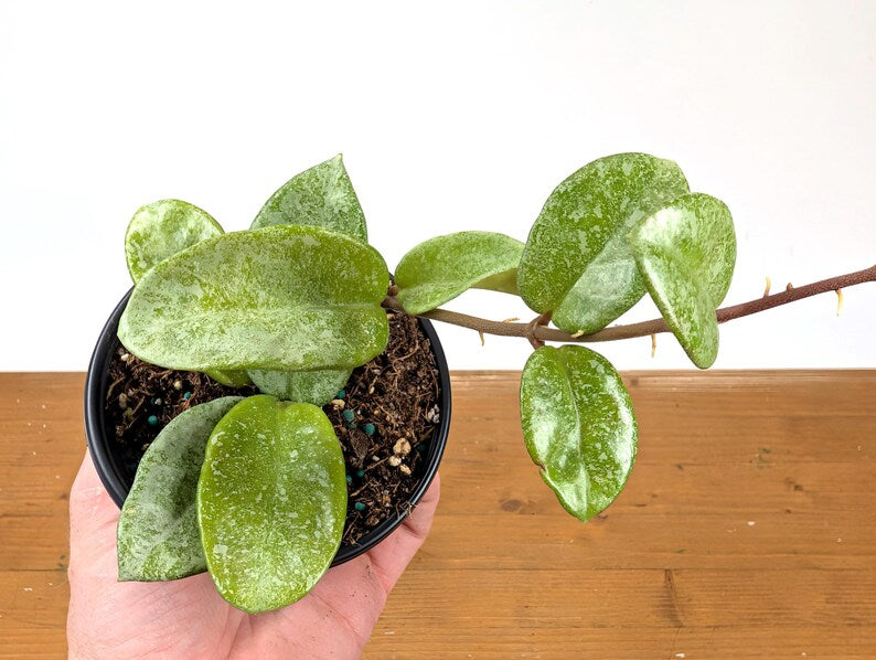 Hoya Nova Ghost