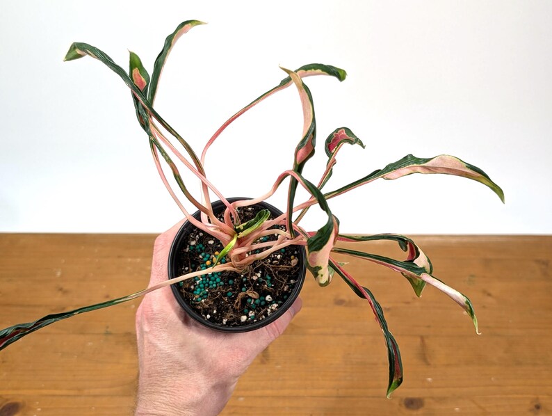 aglaonema philodendron Aglaonema 'Flying Squid' *Grower's choice*