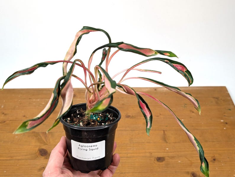 Aglaonema Flying Squid