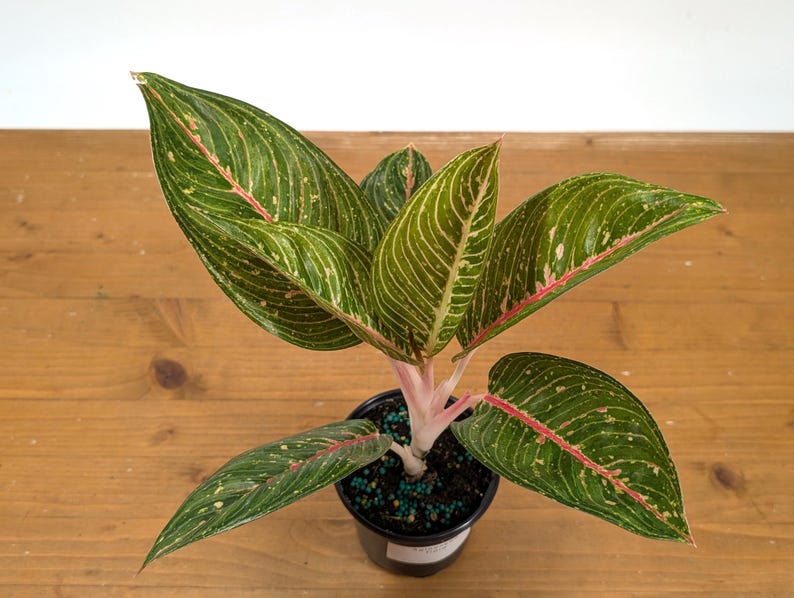 Aglaonema Tiara