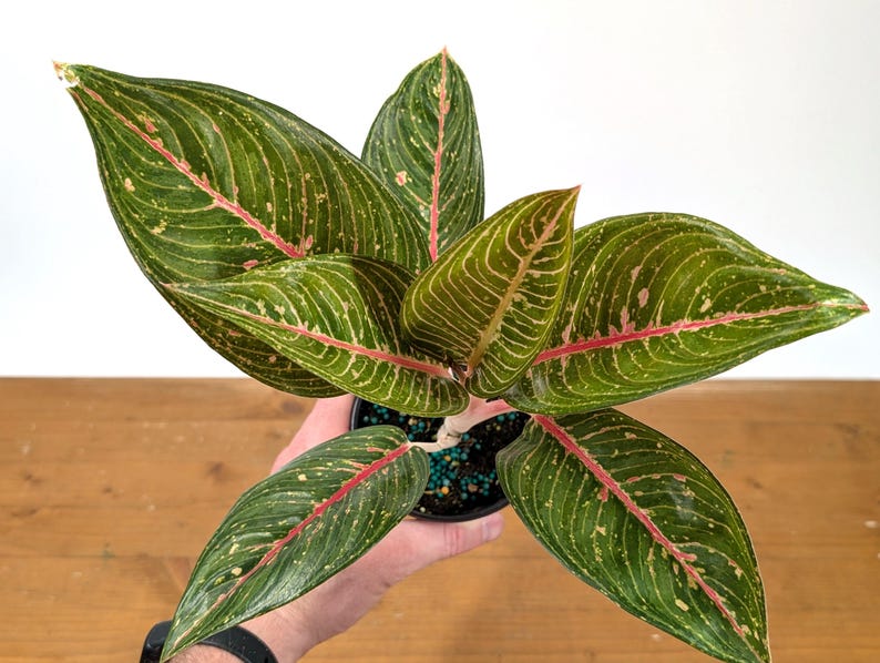 Aglaonema Tiara