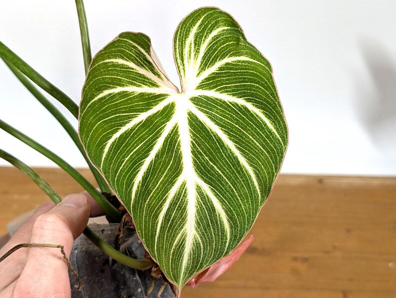 Philodendron Gloriosum 'Zebra'
