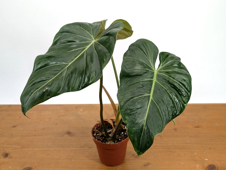 EXACT Philodendron Gloriosum x Maximum in 4 Inch Pot - One of a Kind