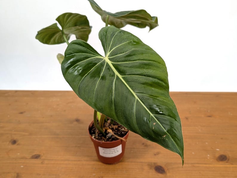 EXACT Philodendron Gloriosum x Maximum in 4 Inch Pot - One of a Kind