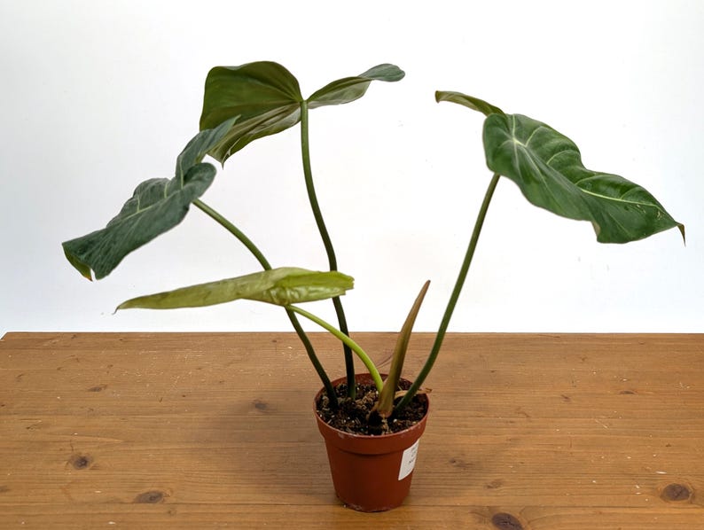 EXACT Philodendron Gloriosum x Maximum in 4 Inch Pot - One of a Kind