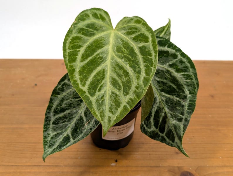 Anthurium Silver Blush Mint Variegated