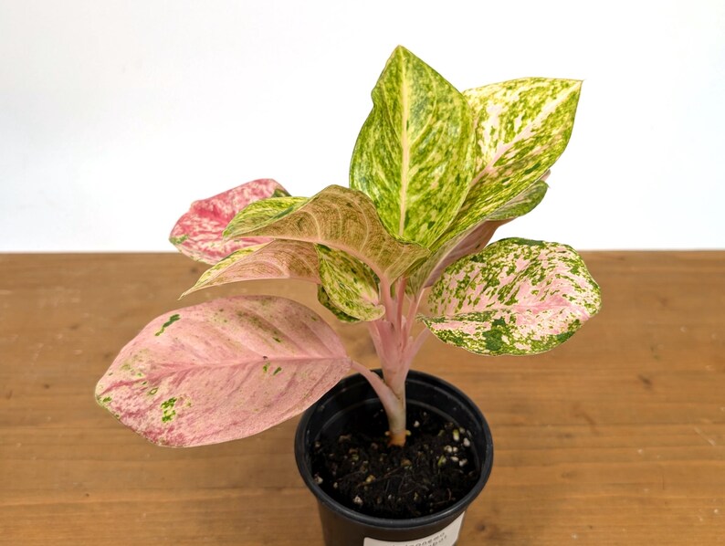 Aglaonema Mahasombat